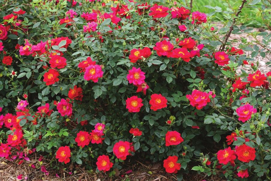Gold Standard Rose Trials Award OSO EASY Double Red OSO EASY URBAN