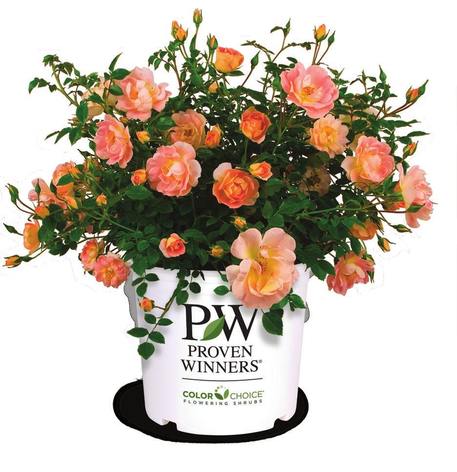 Peachy Cream A rose program is incomplete without some sweet, delicate pastels, which is why Peachy Cream rose has such staying power.