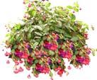 #1301-1312 10" Blooming Hanging Baskets -
