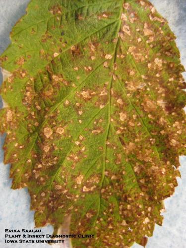 leaf spot Spur blight