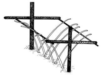 Trellising Systems Supported Hedgerow Advantages: allows greater light penetration