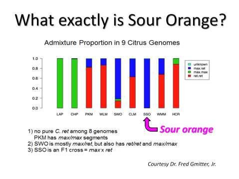 Part of the sour orange story is this question: What is its genetic background? From sophisticated genetic studies conducted by Dr.