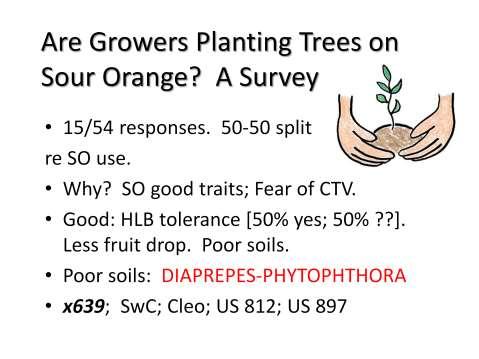 54 growers across the State were surveyed by email to assess their use of sour orange. There were 15 responses that seemed to the author as representative of the industry as a whole.