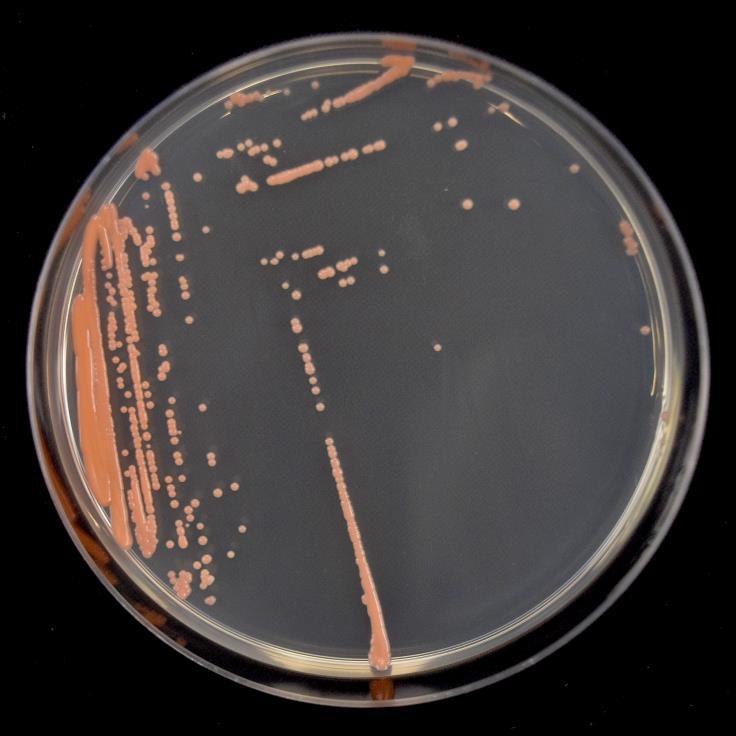 pink bacterium Asymptomatic Trees 10 0