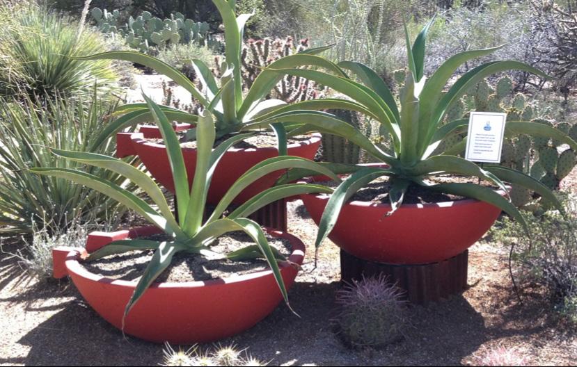 AZ1713 September 2016 Container Gardening In The Southwest Desert Kelly Murray Young These agaves in boldly colored containers add visual interest to the landscape.
