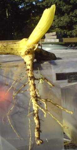 A healthy adventitious root system