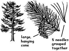 White pines have five needles in a bunch, Remember that naming the tree or plant is less important than discovering its special features. Red Pine White Pine 6. Wrap up. Walk back to the school.