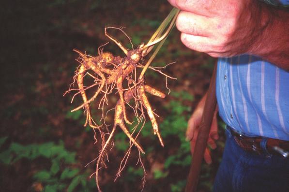 Current price information is easy to obtain from several sources. Marketing wild simulated American ginseng roots is easy because market demand is very strong for this scarce commodity.
