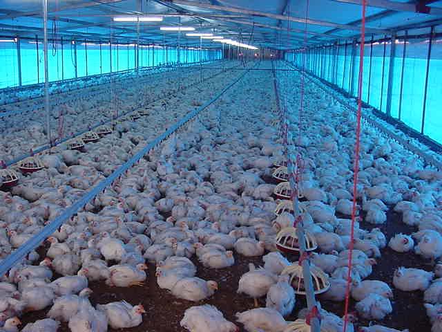 All Broilers