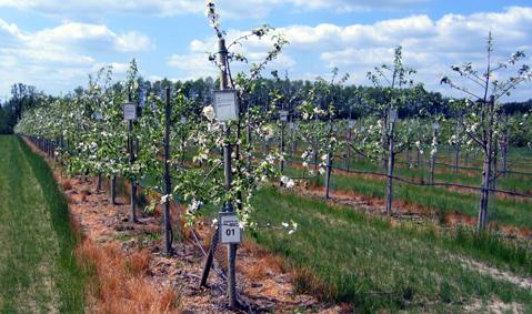 The basis for all apple breeding and research is a large