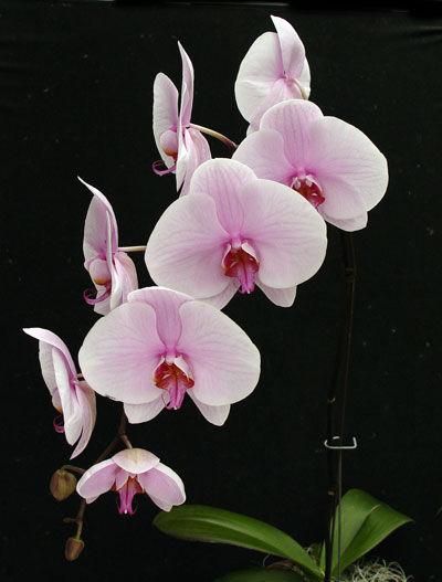 Phalaenopsis Introduction: The following is a guideline for growing Phalaenopsis in Orchiata; it is aimed at helping the grower to ensure that any areas of concern have some guidance.