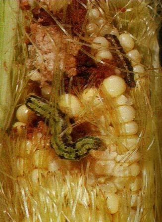 Silking/tasseling stage pests Corn earworm Corn earworm (Helicoverpa armigera) is a regular occurrence in maize, but only occasionally does it warrant control.