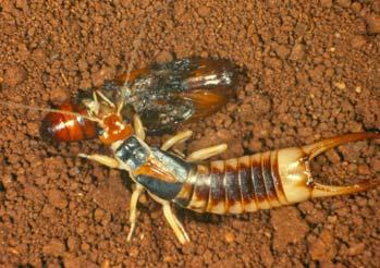 Serious damage is usually confined to soils that retain moisture well, and earwigs prefer cultivated soils to undisturbed soil (zero till).