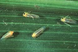 Pests of the vegetative stage Maize leafhoppers Maize leafhoppers (Cicadulina bimaculata ) are most common during late summer, they suck sap and high populations (>15/plant) can transmit wallaby ear