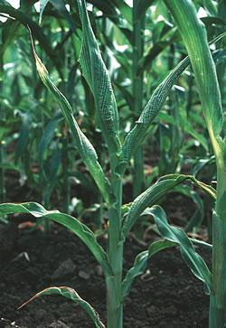 Maize leafhoppers Inspect crops weekly during the vegetative stage, and control if more than 10 leafhoppers/plant and wallaby ear symptoms are present.