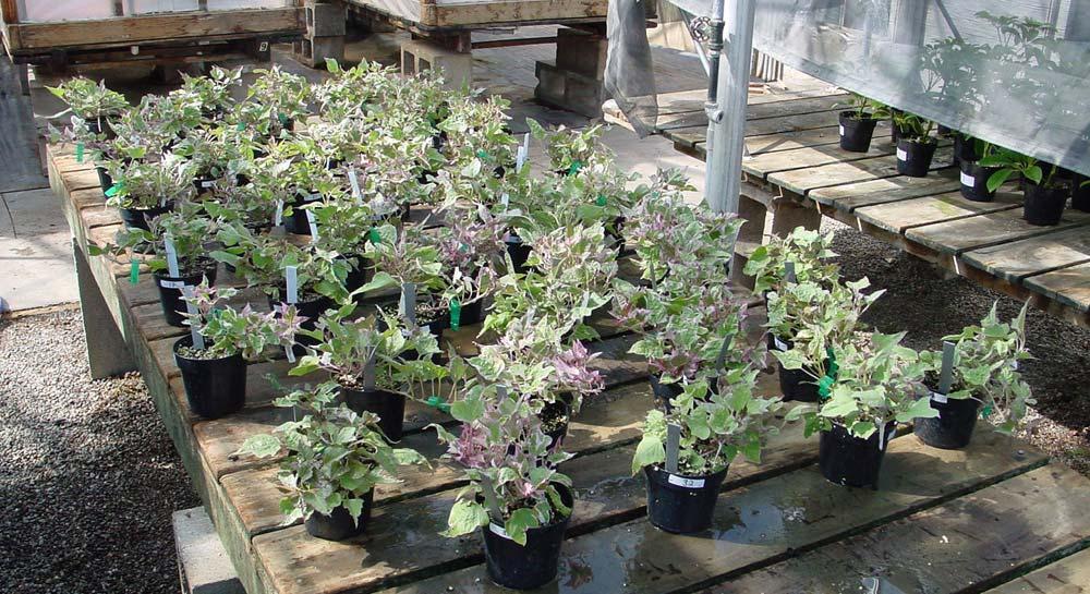 PR.NO.: 3497A TRIAL: DATE: 5//04 Figure. Ipomoea batatas Tricolor plants were sprayed with 0, 750, 500 or 3000 ppm Chlormequat chloride on 4//04 and 4/9/04. Table.