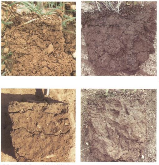 Topsoil structures Well structured sandy soil Well structured