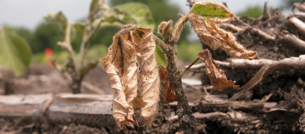 SOYBEAN DISEASE MANAGEMENT CPN-1008 Soybean Seedling Diseases Soybean seedling diseases are one of the most important causes of reduced stand establishment and can cause economic