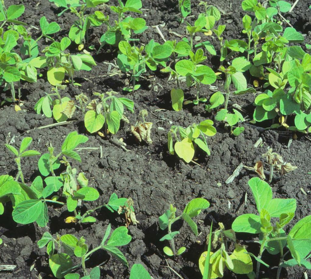 Fusarium Root Rot (Fusarium spp.) Many Fusarium species reside in the soil and can infect soybean.