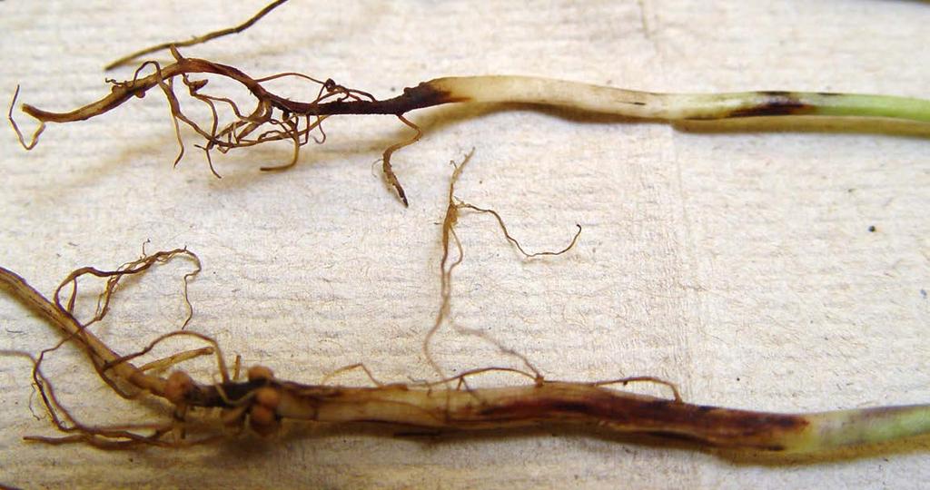 In severe cases, seedlings may die before emerging. Fusarium species can infect plants under a wide variety of environmental conditions. Fusarium root rot is often associated with stressed plants.