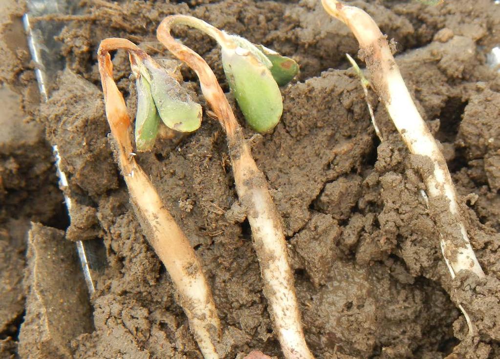 Pre-emergence Herbicide Damage Pre-emergence herbicides can also damage soybean seedlings, particularly when cool temperatures coincide with rain soon after seedlings begin to emerge from the soil.