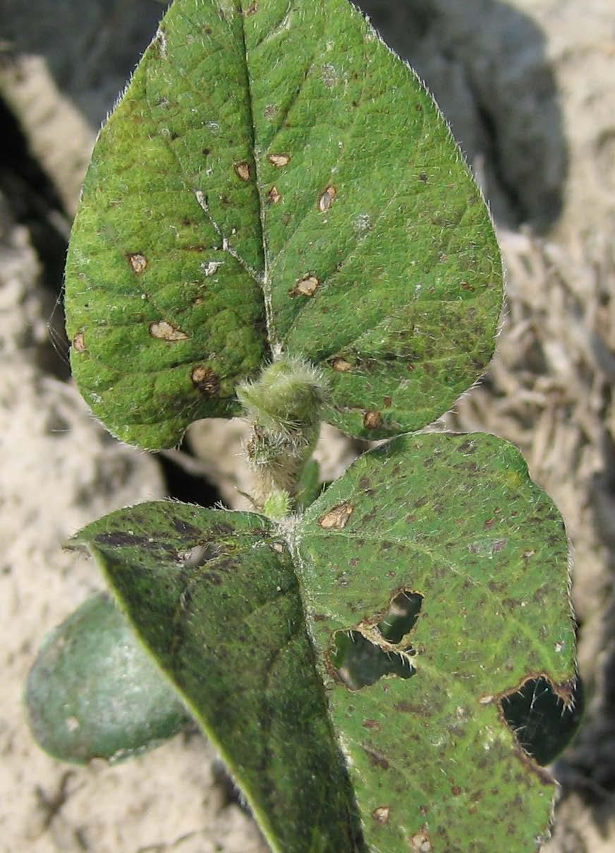 cold, wet soils. Typically, soybeans can metabolize these herbicides, but when their metabolism slows due to stress (such as cold temperatures) herbicide injury can occur (Figure 7).