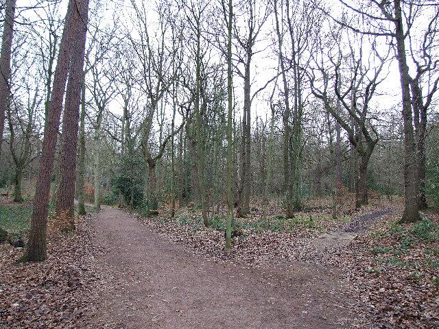 Sub-Rural Fringe Summary of Dominant Character Figure 1: Ecclesall Woods, within Sheffield s Sub Rural Fringe, an area where essentially rural characteristics have been preserved, largely for amenity