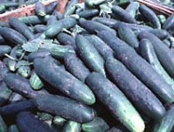 Crop Profile for Cucumbers (Fresh Market) in Ohio Prepared: December, 1998 General Production Information Cucumber = Cucurbitaceae (Cucumis sativus) Acres in Ohio: 150 (2) Number of Growers: 64 (2)