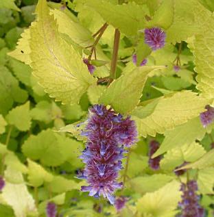 Agastache 'Golden Jubilee' (Mexican Hyssop) Compact golden-green foliage highlights the 4" lavender-blue flower spikes June-August.