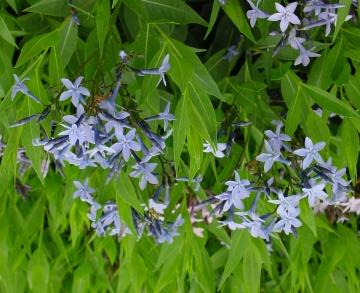 20" Zone 6-9 Amsonia tabernaemontana 'Blue Ice' (Blue Star Flower) Light blue, star-shaped flower clusters May-June.
