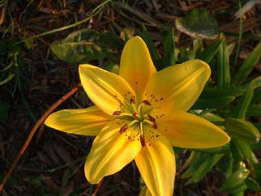Lilium 'Orange Pixie' (Hardy Asiatic Lily) Orange flowers at