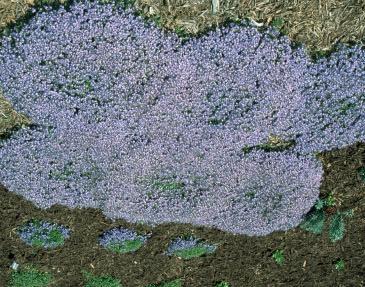 'Crystal Rivers' (Creeping Veronica) An excellent new evergreen groundcover to consider for use between stepping