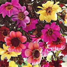 12" Part Shade Zone 6-9 DAHLIAS Dahlia Happy Singles 'Date' Bronze foliage, single orange with broad red-zoned center, strong stems, large