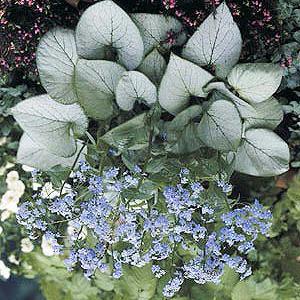 18-24" /Part Shade Zone 3-9 Brunnera 'Looking Glass' Wait until you see this one!