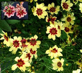 Easy-togrow spreading habit, and good performance in our hot, humid weather. Foliage 5", flower ht.