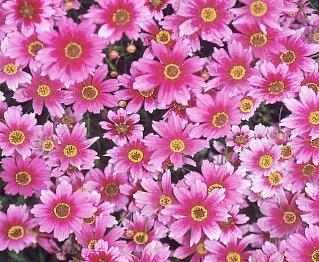 Zone 5-9 Dendranthema (Hardy Chrysanthemum) 'Sheffield' An old-fashioned favorite that likes lots of room to make a big clump of peachy-pink daisy