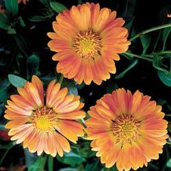 Gaillardia 'Summer's Kiss' (Blanket Flower) Flowers are a soft apricot with hints of salmon and sunny gold, blooming from June-Sept.