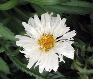 Leucanthemum superbum 'Crazy Daisy' (Shasta Daisy) Double white flowers have twisted petals for a frilly,