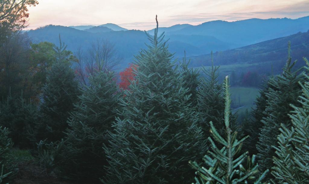 Cut Christmas Trees We are pleased to offer our premium cut Fraser Fir Christmas Trees grown on our farm in Sparta, North Carolina. The following is a list of availability for the 2017 season.