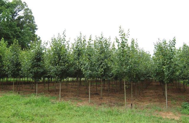 Welcome Our nursery is located in the Piedmont Triad region of North Carolina. Our wholesale tree nursery in Gibsonville, NC specializes in field-grown B&B ornamental shade trees.