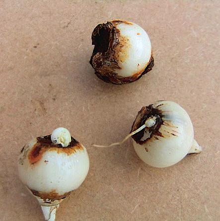 Left, healthy dormant bulbs from a purchased batch of Galanthus woronowii. Below left, diseased bulbs from the same batch infected with Stagonosporopsis curtisii.