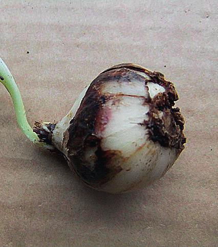 But after growing for one season, bulbs become vulnerable to infection again because spores of fungi occur everywhere. Weak plant material is very susceptible to fungi.