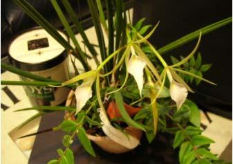 Potting and Media: Brassavola species require a well aerated media for their roots to grow freely in. Orchid growers usually pot them or mount them.