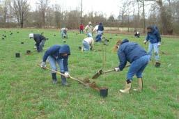 This involved planting trees, shrubs and native grasses in areas immediately adjacent to the brook to strengthen its banks, increase shading on the brook, increase wildlife habitat, and help to