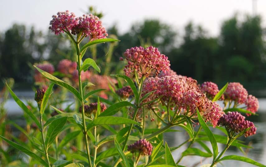 WHAT ARE NATIVE PLANTS? Native plants are flowers, grasses, shrubs and trees that are indigenous to a particular area.