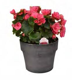 M Specialty Planters