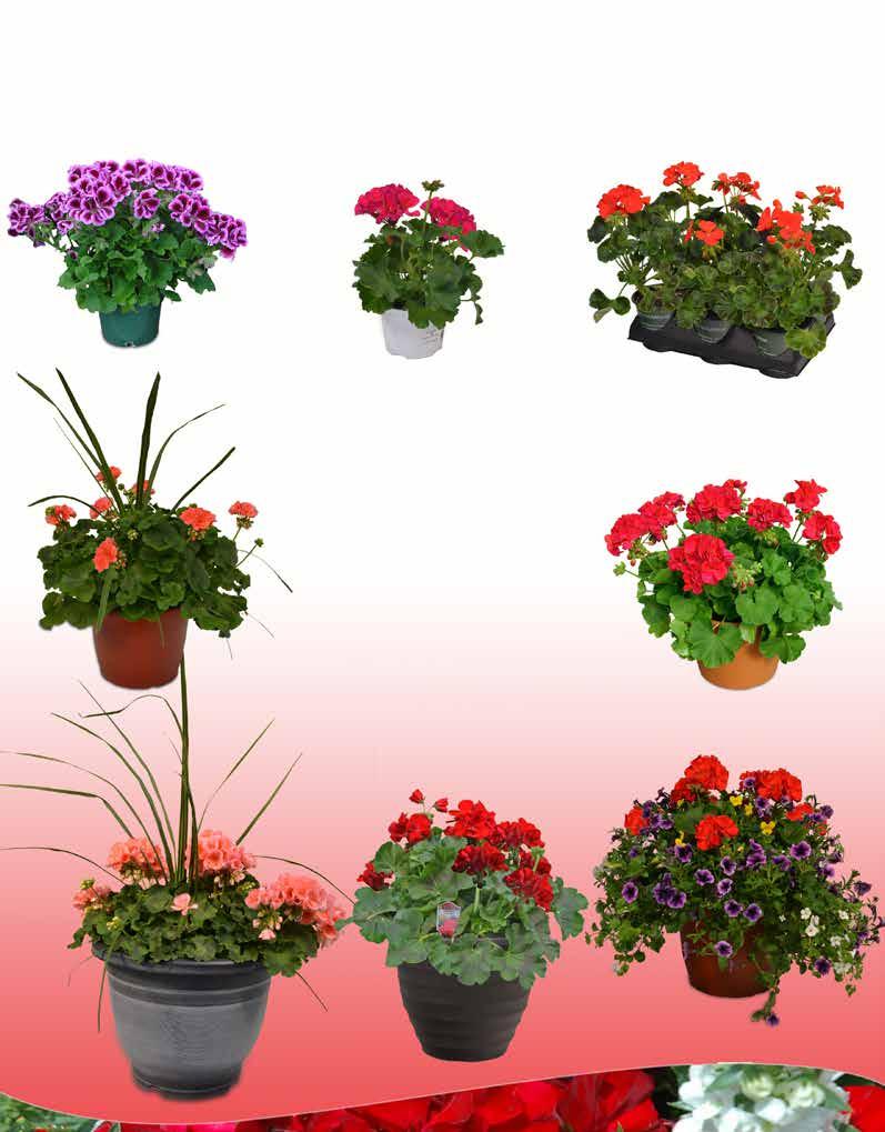 Geraniums Available in a rainbow of colors providing beautiful texture and color to your guests containers.