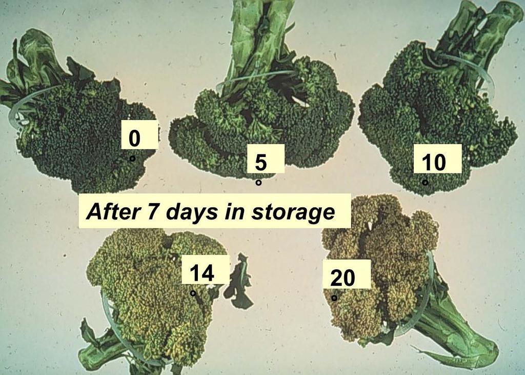 Effect of Temperature on Broccoli Quality Days (to initiate yellowing) 35 30 25 20