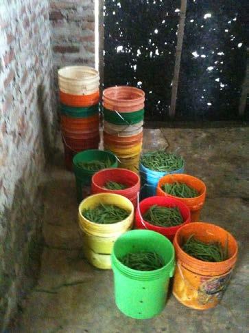 in Pot System from Nigeria