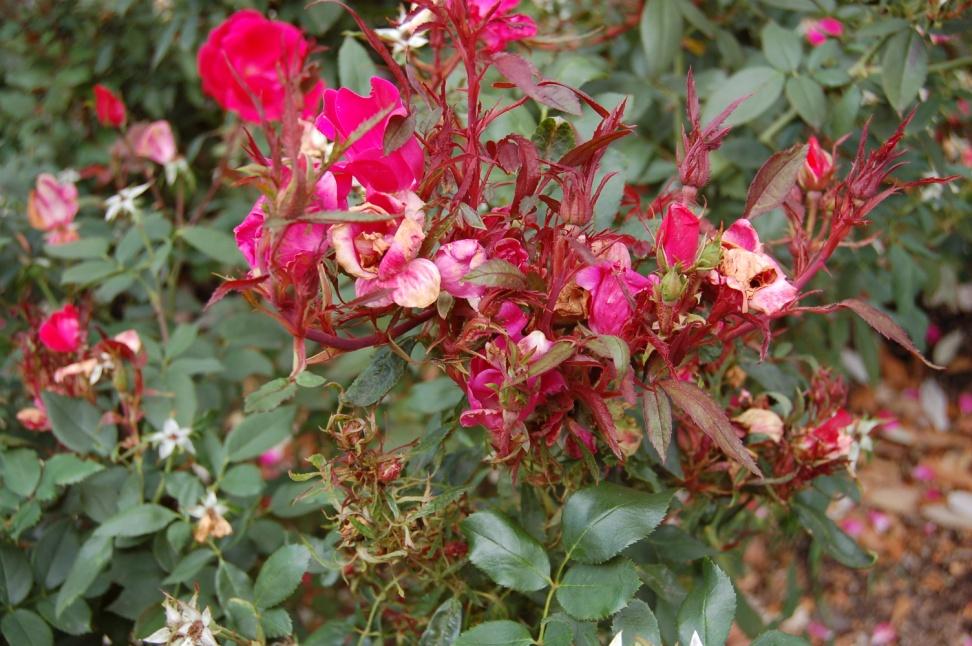 Rose Rosette Disease Symptoms of rose rosette disease are highly variable depending on cultivar Can resemble herbicide injury Common symptoms: Witches' brooms or clustering of